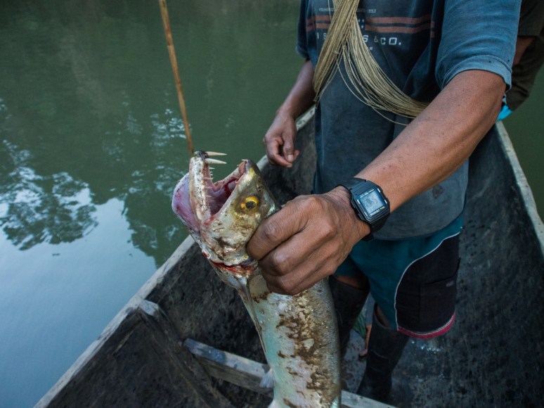 Though our naturalist guide could not identify this fish, the Waorani had their own word for it. After this shot was taken it was violently thrashing about in the bottom of the canoe until Domingo calmly killed it with a blow to the head.